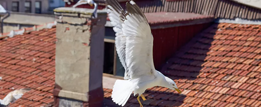 Residential Chimney Animal Removal Solution in Mansfield, TX